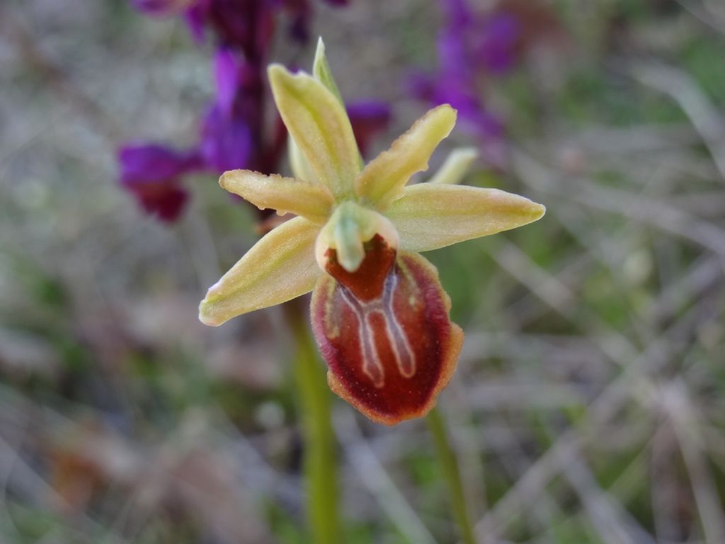 Ophrys ...